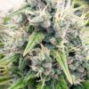 Aberdeen Autoflowering Feminized Marijuana Seeds | Aberdeen Strain | The Seed Fair