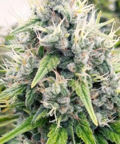 Aberdeen Autoflowering Feminized Marijuana Seeds | Aberdeen Strain | The Seed Fair