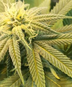 Afgooey Autoflowering Feminized Marijuana Seeds | Afgooey Strain | The Seed Fair