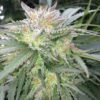 Alien Reunion Autoflowering Feminized Marijuana Seeds | Alien | The Seed Fair