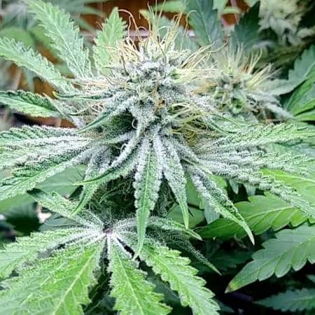 Alien Rift Autoflowering Feminized Marijuana Seeds | Alien Rift Strain | The Seed Fair