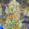 Aliens On Moonshine Autoflowering Feminized Marijuana Seeds | Aliens | The Seed Fair
