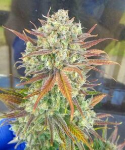 Aliens On Moonshine Autoflowering Feminized Marijuana Seeds | Aliens | The Seed Fair