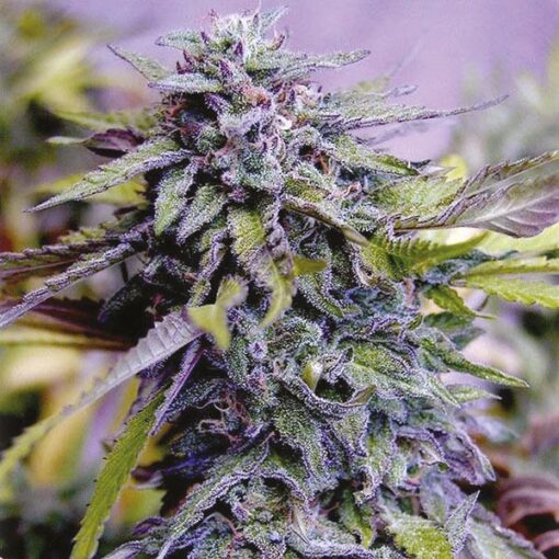Amnesia Purple Feminized Cannabis Seeds | Amnesia Purple Strain | The Seed Fair