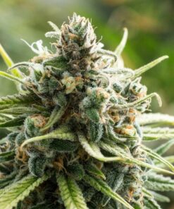 B-52 Autoflowering Marijuana Seeds | B-52 Autoflowering Strain | The Seed Fair