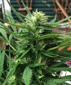 Bakerstreet Autoflowering Feminized Marijuana Seeds | Bakerstreet Strain | The Seed Fair