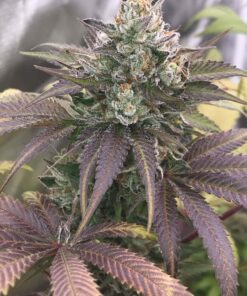 Katsu Bubba Kush Feminized Marijuana Seeds | The Seed Fair