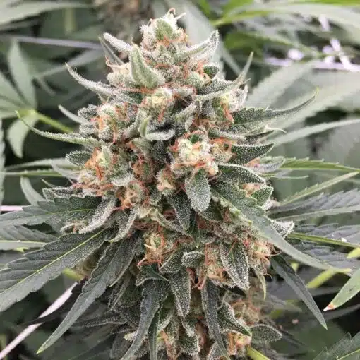 Double Tangie Banana Feminized Marijuana Seeds | Double Tangie Strain | The Seed Fair