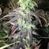 Durga Mata Feminized Marijuana Seeds | Durga Mata Strain | The Seed Fair