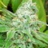 Dutch Dragon Feminized Marijuana Seeds | Dutch Dragon Strain | The Seed Fair