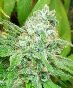 Dutch Dragon Feminized Marijuana Seeds | Dutch Dragon Strain | The Seed Fair