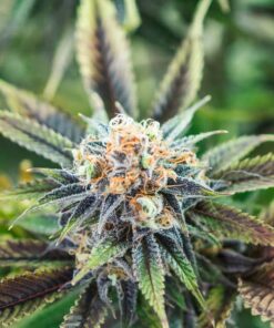 Dutchberry Feminized Marijuana Seeds | Dutchberry Feminized Strain | The Seed Fair