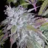 Dynamite Feminized Marijuana Seeds | Dynamite Feminized Strain | The Seed Fair