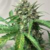 Early Miss Feminized Marijuana Seeds | Early Miss Strain | The Seed Fair