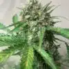 Early Miss Feminized Marijuana Seeds | Early Miss Strain | The Seed Fair