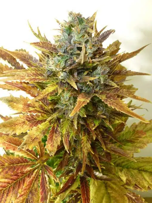 East Coast Sour Diesel Feminized Marijuana Seeds | East Coast Strain | The Seed Fair