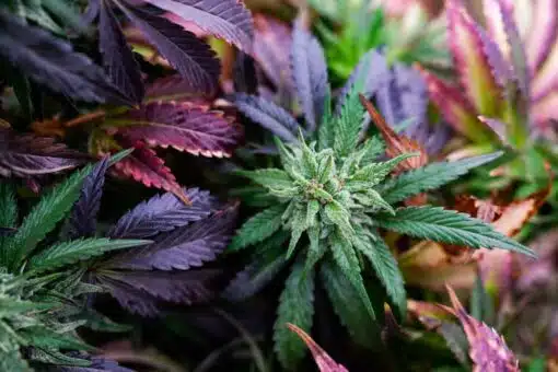 Edelweiss Feminized Marijuana Seeds | Edelweiss Feminized Strain | The Seed Fair