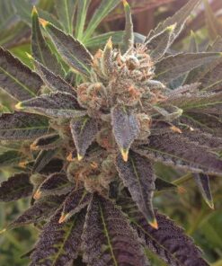 El Perro Feminized Marijuana Seeds | El Perro Strain | The Seed Fair