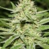 Enemy of the State Feminized Marijuana Seeds | Enemy Of The State | The Seed Fair