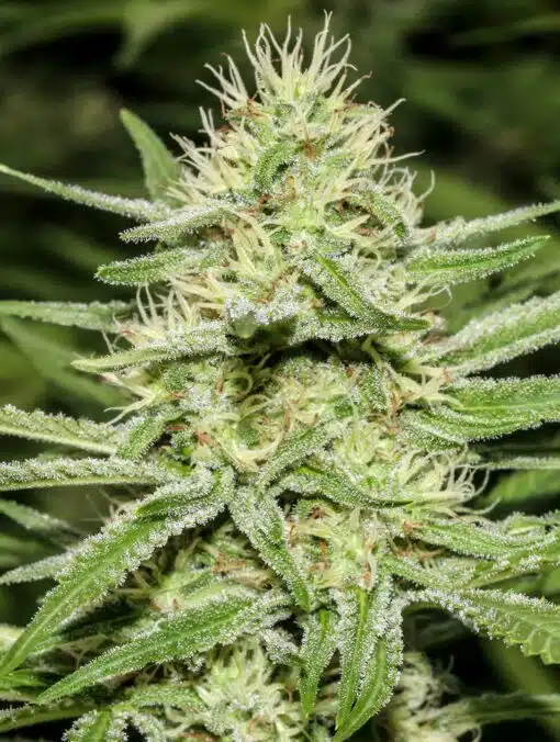 Enemy of the State Feminized Marijuana Seeds | Enemy Of The State | The Seed Fair