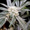 Everlast Feminized Marijuana Seeds | Everlast Feminized Strain | The Seed Fair