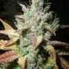 Extreme Cream Feminized Marijuana Seeds | Extreme Cream Strain | The Seed Fair