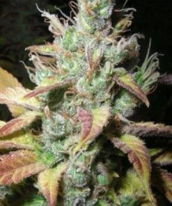 Extreme Cream Feminized Marijuana Seeds | Extreme Cream Strain | The Seed Fair