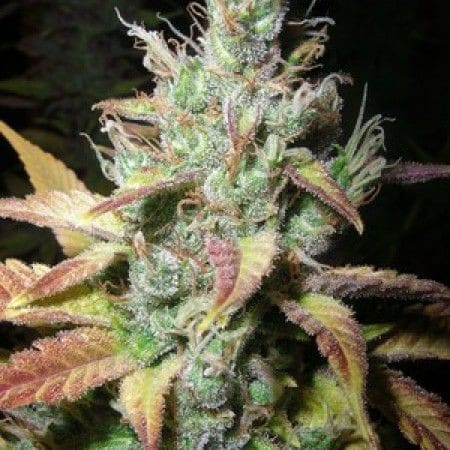 Extreme Cream Feminized Marijuana Seeds | Extreme Cream Strain | The Seed Fair