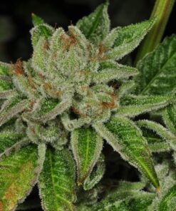 Face Off OG Feminized Marijuana Seeds | Face Off OG Strain | The Seed Fair