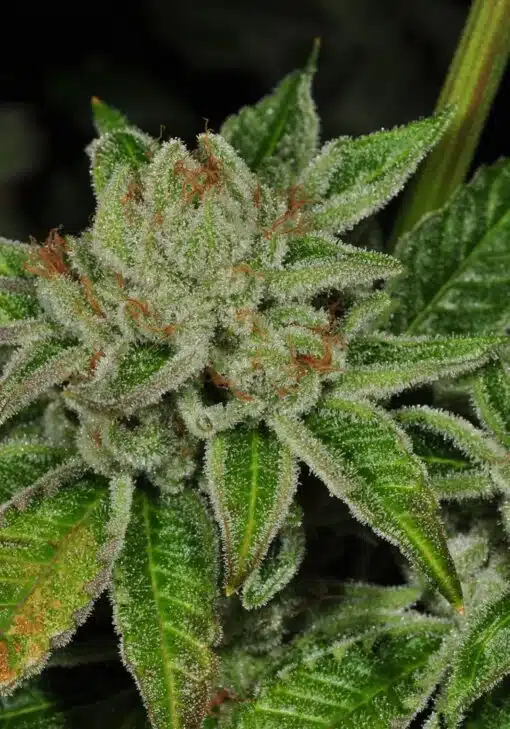 Face Off OG Feminized Marijuana Seeds | Face Off OG Strain | The Seed Fair