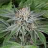 Fat Nelson Feminized Marijuana Seeds | Fat Nelson Strain | The Seed Fair