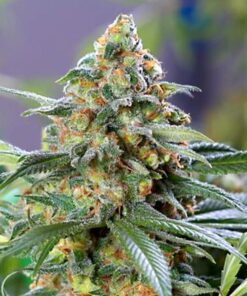 Flo OG Feminized Marijuana Seeds | Flo OG Strain | The Seed Fair
