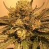 Flowerbomb Kush Feminized Marijuana Seeds | Flowerbomb Kush Strain | The Seed Fair