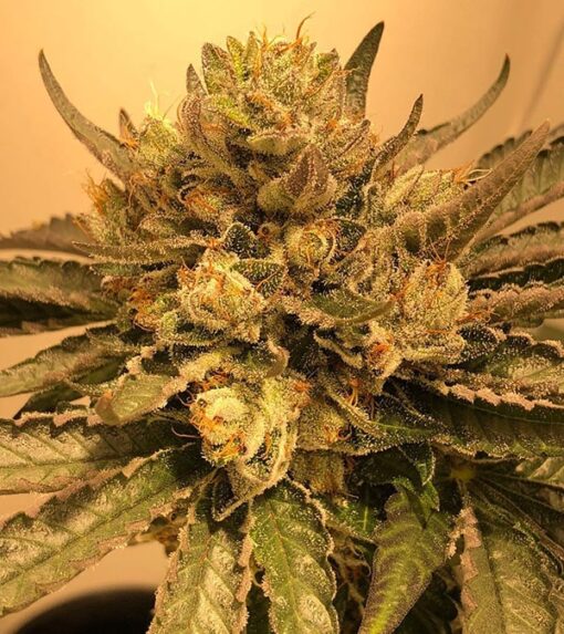 Flowerbomb Kush Feminized Marijuana Seeds | Flowerbomb Kush Strain | The Seed Fair