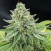 Four Star General Feminized Marijuana Seeds | Four Star Strain | The Seed Fair