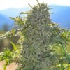 Freakshow Feminized Cannabis Seeds | Freakshow Feminized Strain | The Seed Fair