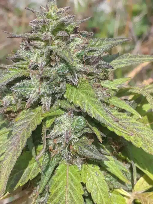 Freezeland Feminized Marijuana Seeds | Freezeland Strain | The Seed Fair