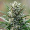 Frida Feminized Marijuana Seeds | Frida Feminized Strain | The Seed Fair