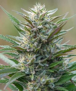 Frida Feminized Marijuana Seeds | Frida Feminized Strain | The Seed Fair