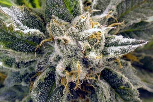 Frosty Feminized Marijuana Seeds | Frosty Feminized Strain | The Seed Fair
