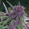 Fucking Incredible Feminized Marijuana Seeds | Fucking Incredible Strain | The Seed Fair