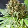 Funky Monkey Feminized Marijuana Seeds | Funky Monkey Strain | The Seed Fair