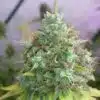 G13 Haze Feminized Marijuana Seeds | G13 Haze Strain | The Seed Fair