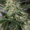 Galactic Jack Feminized Marijuana Seeds | Galactic Jack Strain | The Seed Fair