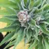 Game Changer Feminized Marijuana Seeds | Game Changer Strain | The Seed Fair