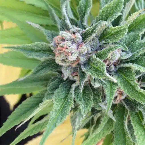 Game Changer Feminized Marijuana Seeds | Game Changer Strain | The Seed Fair