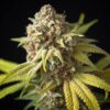 Garlic Bud Feminized Marijuana Seeds | Garlic Bud Strain | The Seed Fair