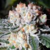 Ghost OG Feminized Marijuana Seeds | Ghost OG Strain | The Seed Fair