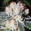 Ghost OG Feminized Marijuana Seeds | Ghost OG Strain | The Seed Fair
