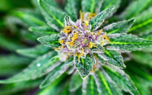 Glass Apple Feminized Marijuana Seeds | Glass Apple Strain | The Seed Fair